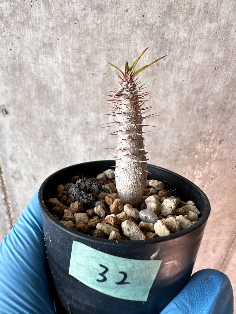 【現品限り】パキポディウム・グラキリス【A32】 Pachypodium gracilius