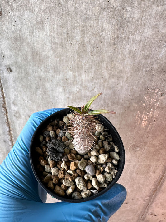 【現品限り】パキポディウム・グラキリス【A32】 Pachypodium gracilius