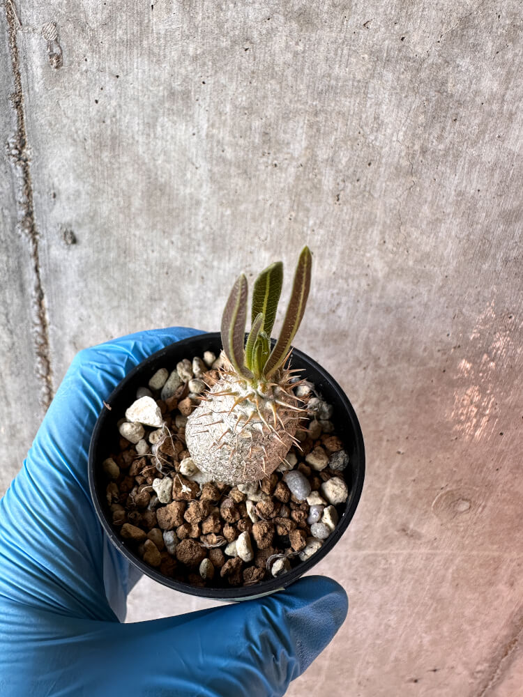 【現品限り】パキポディウム・グラキリス【A33】 Pachypodium gracilius