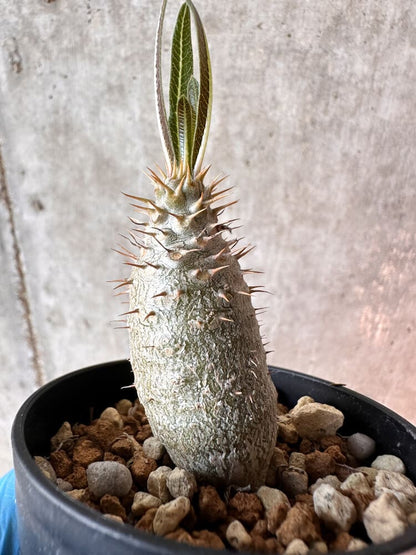 【現品限り】パキポディウム・グラキリス【A33】 Pachypodium gracilius