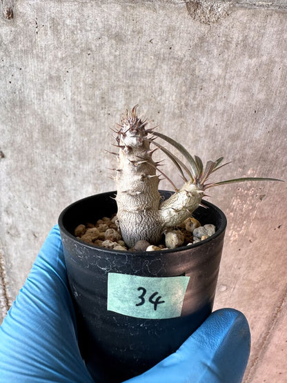 【現品限り】パキポディウム・グラキリス【A34】 Pachypodium gracilius