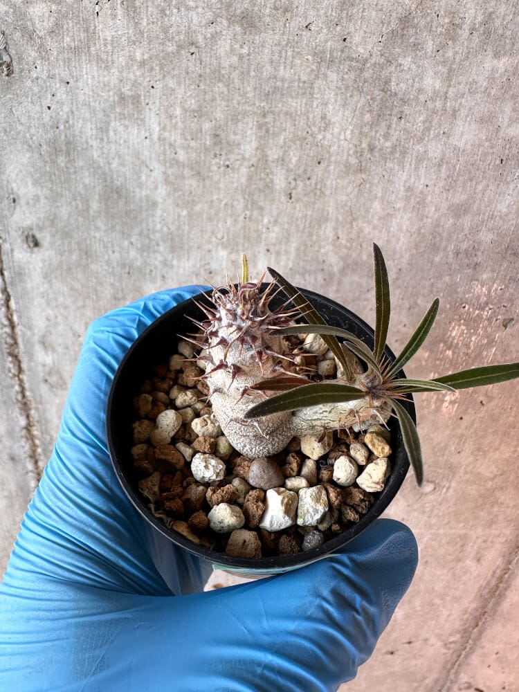 【現品限り】パキポディウム・グラキリス【A34】 Pachypodium gracilius