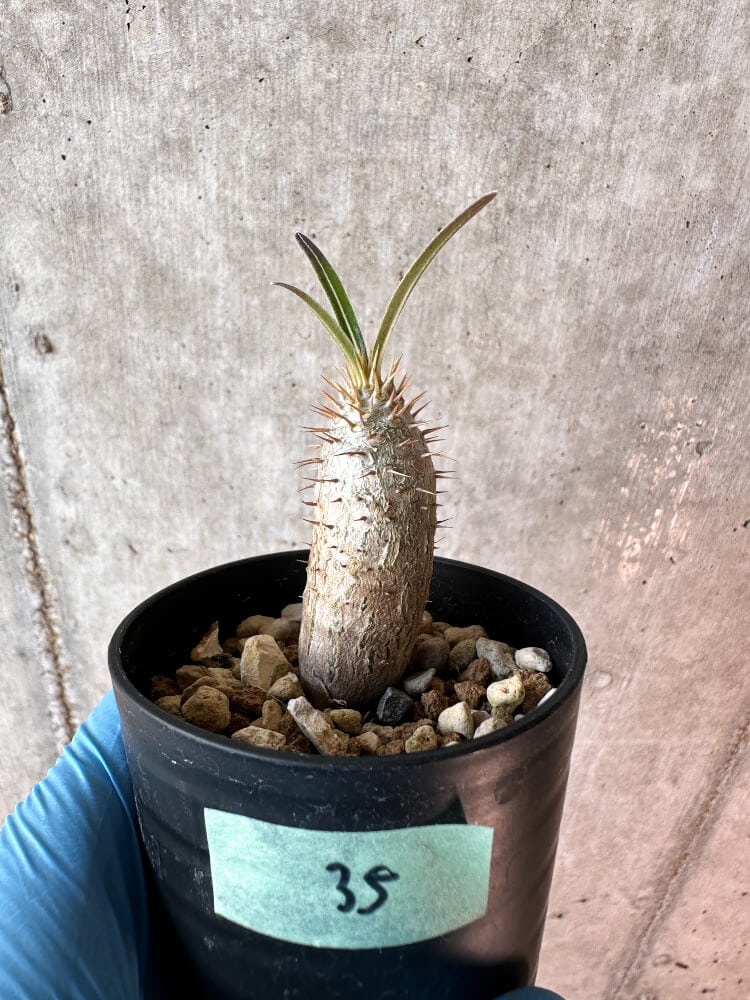 【現品限り】パキポディウム・グラキリス【A35】 Pachypodium gracilius