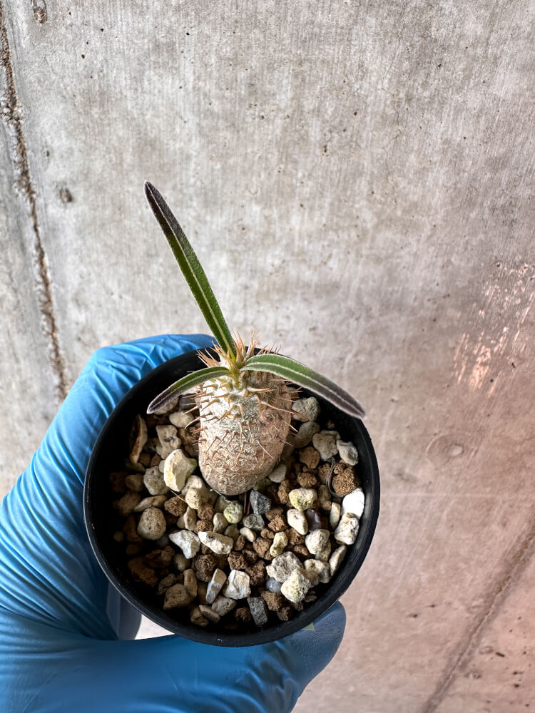 【現品限り】パキポディウム・グラキリス【A35】 Pachypodium gracilius