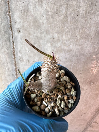 【現品限り】パキポディウム・グラキリス【A36】 Pachypodium gracilius