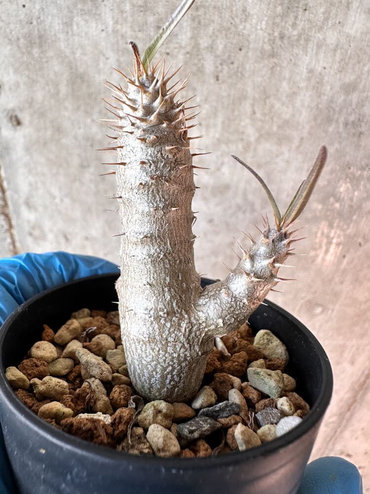 【現品限り】パキポディウム・グラキリス【A36】 Pachypodium gracilius
