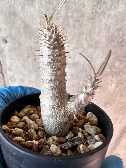 【現品限り】パキポディウム・グラキリス【A36】 Pachypodium gracilius