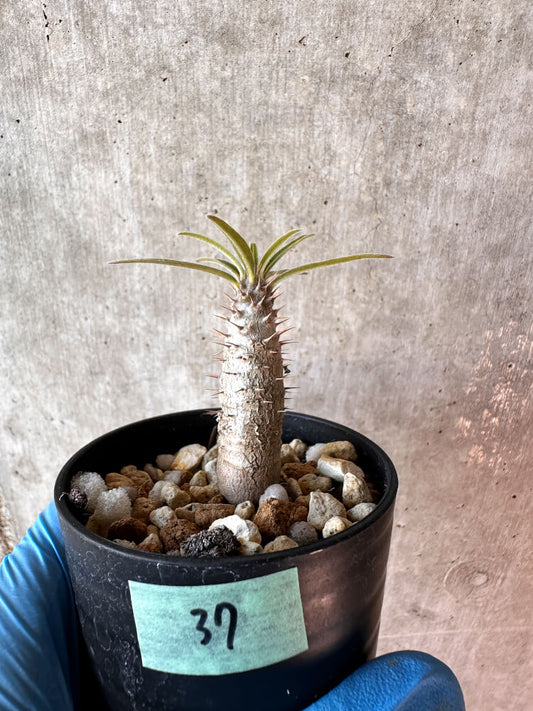 【現品限り】パキポディウム・グラキリス【A37】 Pachypodium gracilius
