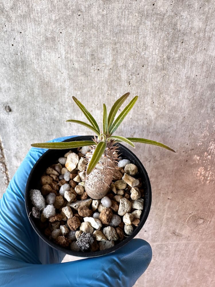【現品限り】パキポディウム・グラキリス【A37】 Pachypodium gracilius