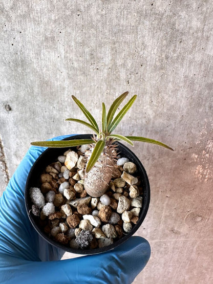 【現品限り】パキポディウム・グラキリス【A37】 Pachypodium gracilius