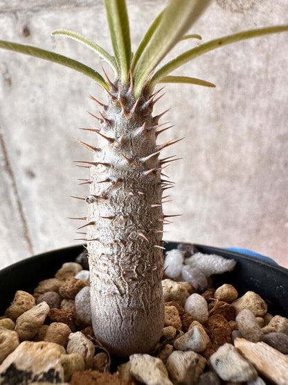 【現品限り】パキポディウム・グラキリス【A37】 Pachypodium gracilius