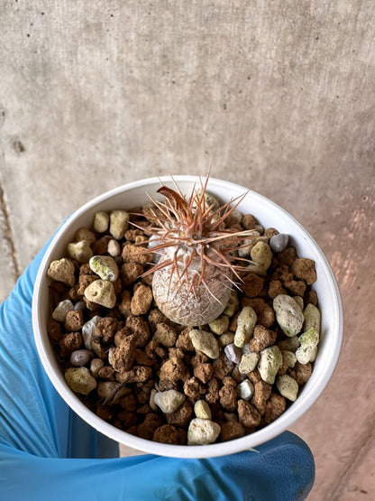 【現品限り】パキポディウム・グラキリス【A38】 Pachypodium gracilius
