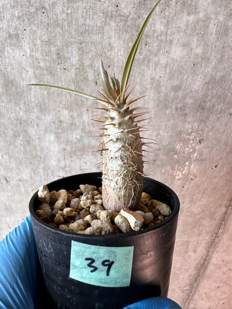 【現品限り】パキポディウム・グラキリス【A39】 Pachypodium gracilius