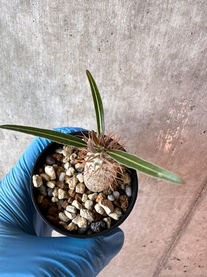 【現品限り】パキポディウム・グラキリス【A39】 Pachypodium gracilius