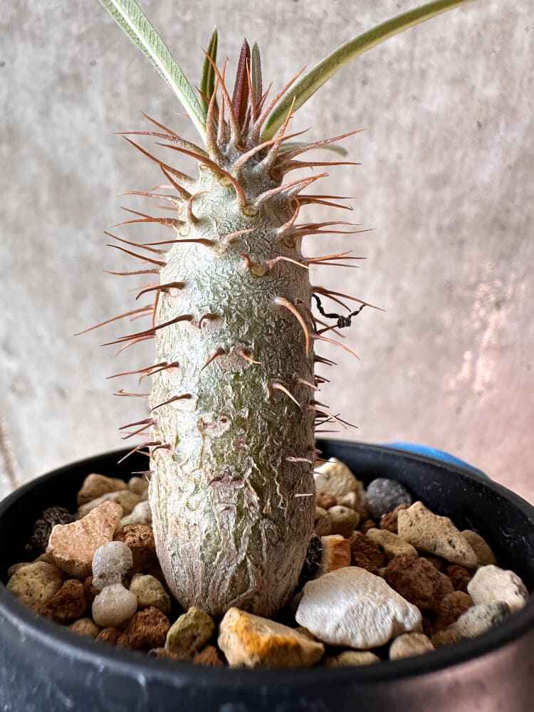 【現品限り】パキポディウム・グラキリス【A39】 Pachypodium gracilius