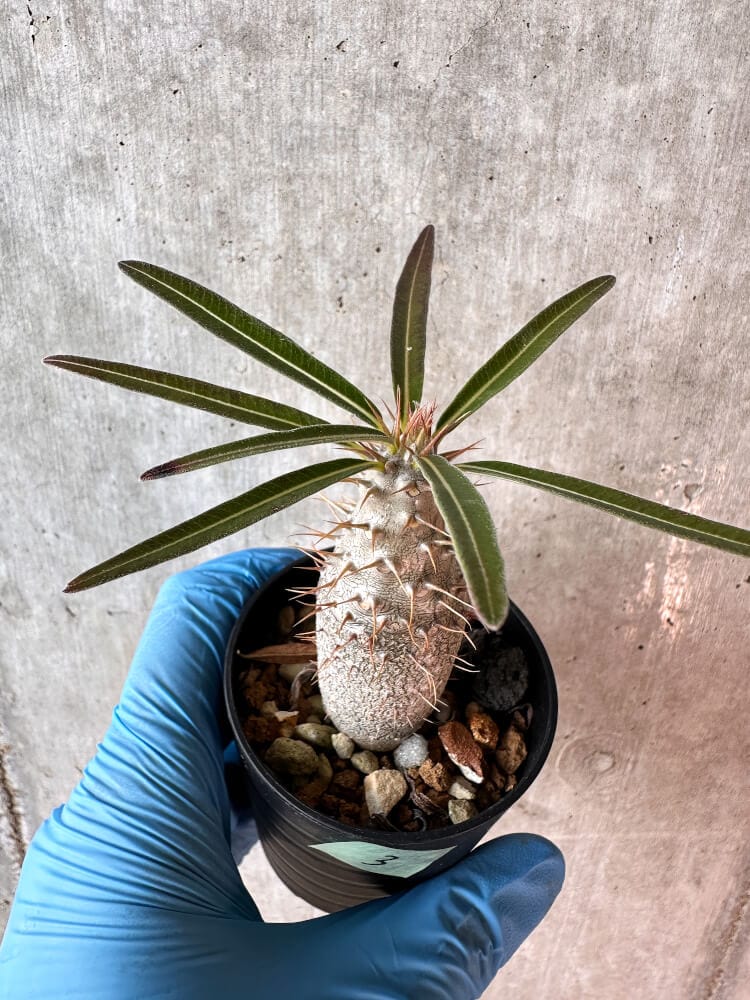 【現品限り】パキポディウム・グラキリス【A3】 Pachypodium gracilius
