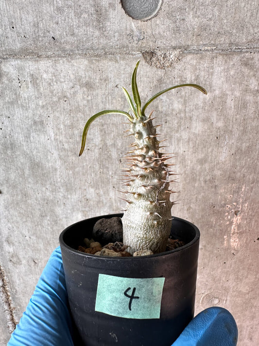 【現品限り】パキポディウム・グラキリス【A4】 Pachypodium gracilius