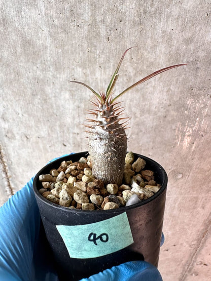 【現品限り】パキポディウム・グラキリス【A40】 Pachypodium gracilius