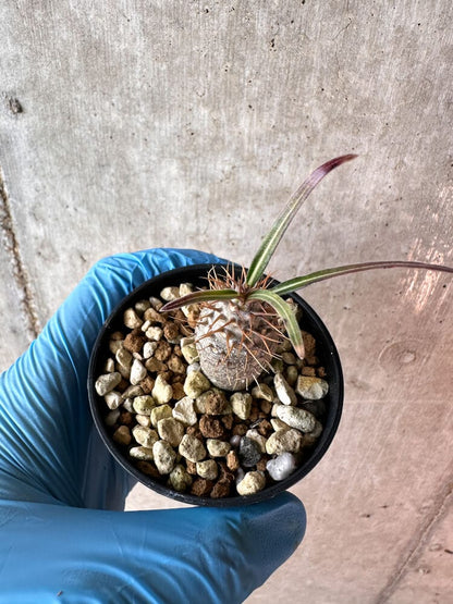 【現品限り】パキポディウム・グラキリス【A40】 Pachypodium gracilius
