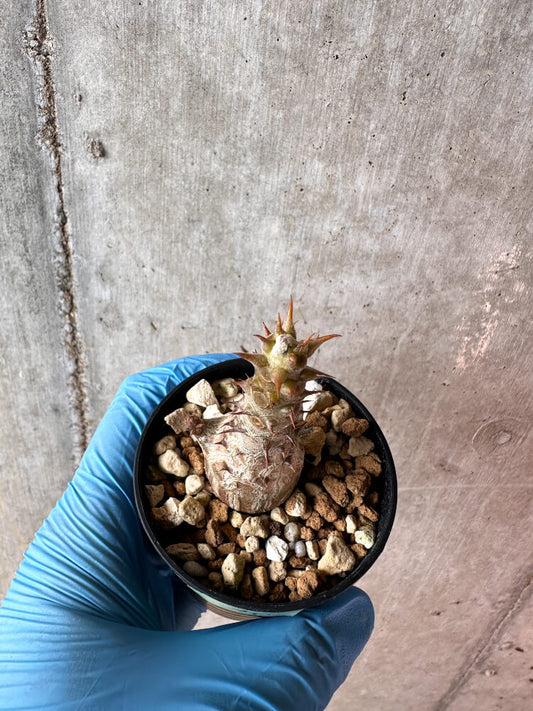 【現品限り】パキポディウム・ウィンゾリー 実生【A41】 Pachypodium windsorii