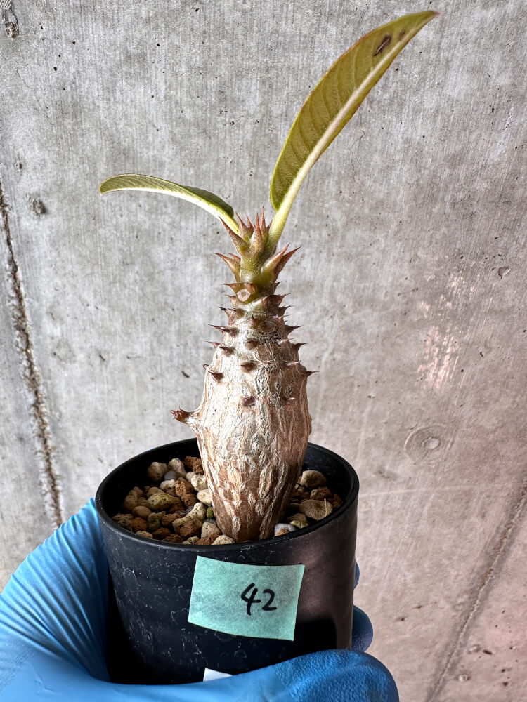 【現品限り】パキポディウム・ウィンゾリー 実生【A42】 Pachypodium windsorii