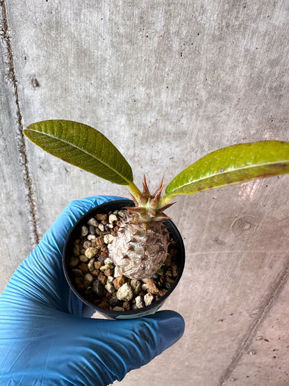 【現品限り】パキポディウム・ウィンゾリー 実生【A42】 Pachypodium windsorii