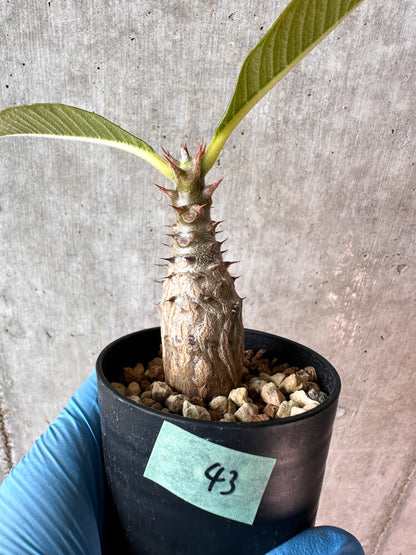 【現品限り】パキポディウム・ウィンゾリー 実生【A43】 Pachypodium windsorii