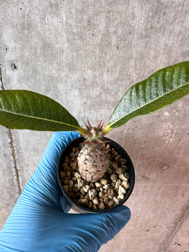 【現品限り】パキポディウム・ウィンゾリー 実生【A43】 Pachypodium windsorii