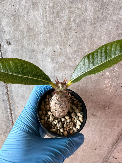 【現品限り】パキポディウム・ウィンゾリー 実生【A43】 Pachypodium windsorii