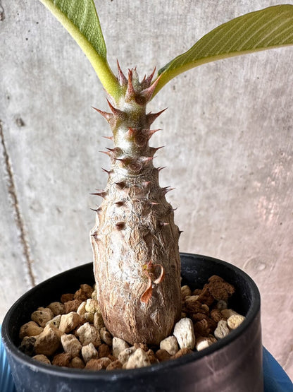 【現品限り】パキポディウム・ウィンゾリー 実生【A43】 Pachypodium windsorii