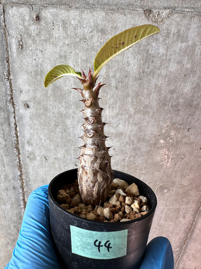 【現品限り】パキポディウム・ウィンゾリー 実生【A44】 Pachypodium windsorii