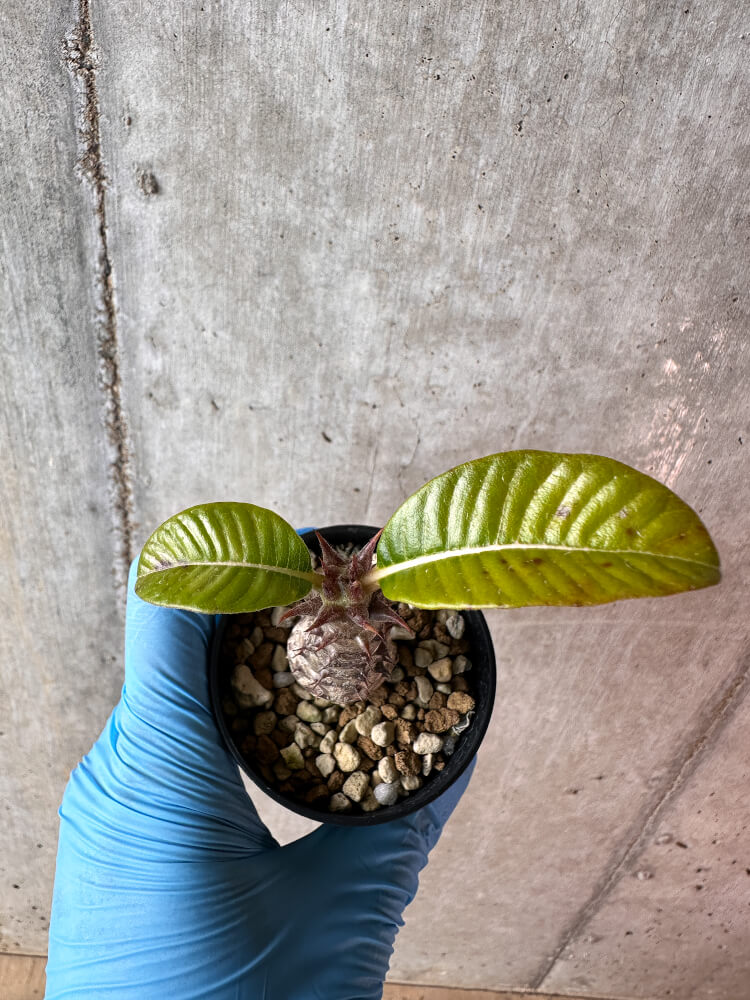 【現品限り】パキポディウム・ウィンゾリー 実生【A44】 Pachypodium windsorii