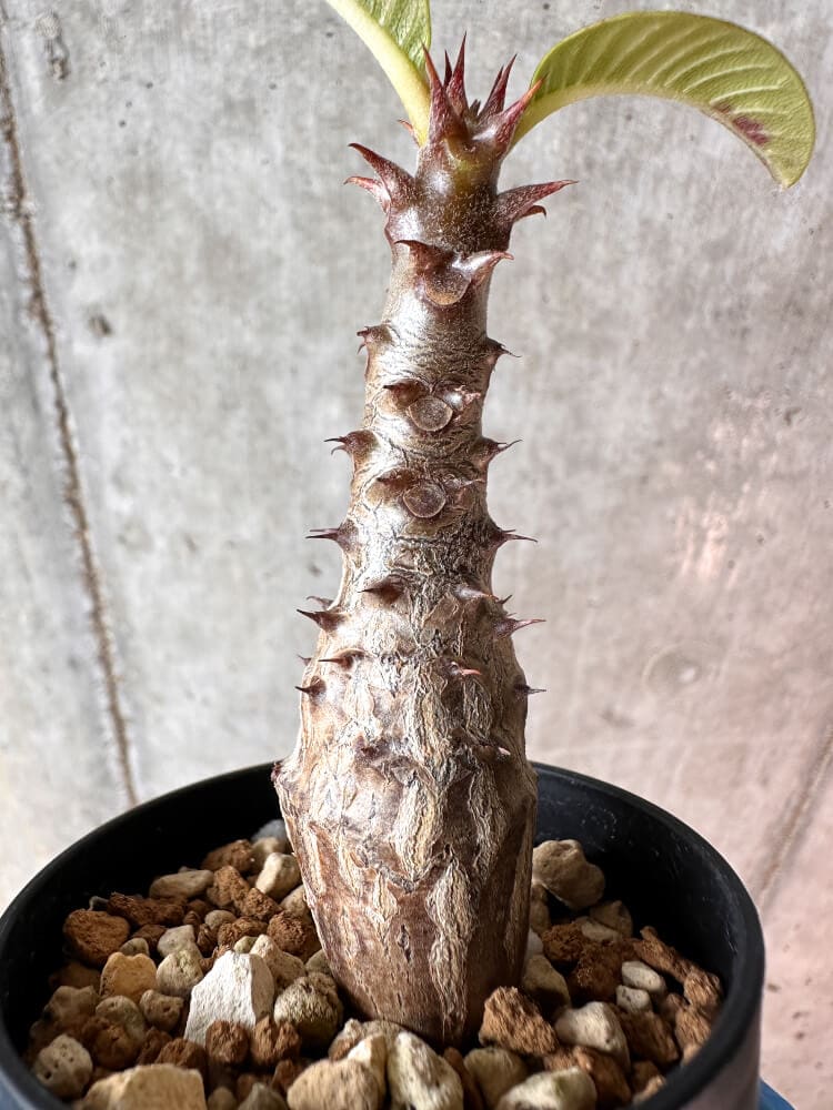 【現品限り】パキポディウム・ウィンゾリー 実生【A44】 Pachypodium windsorii