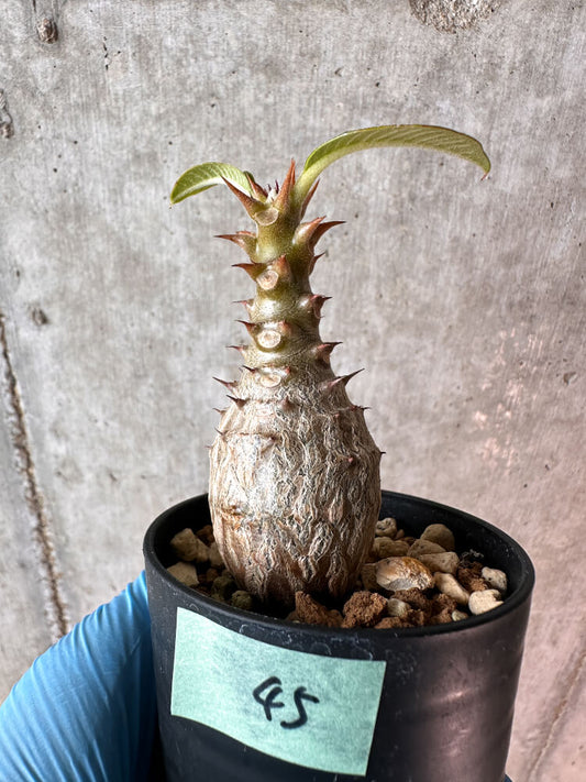 【現品限り】パキポディウム・ウィンゾリー 実生【A45】 Pachypodium windsorii