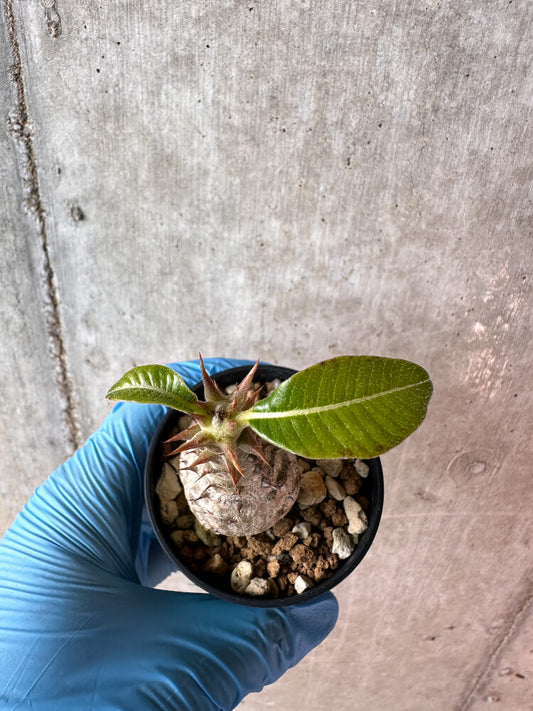 【現品限り】パキポディウム・ウィンゾリー 実生【A45】 Pachypodium windsorii