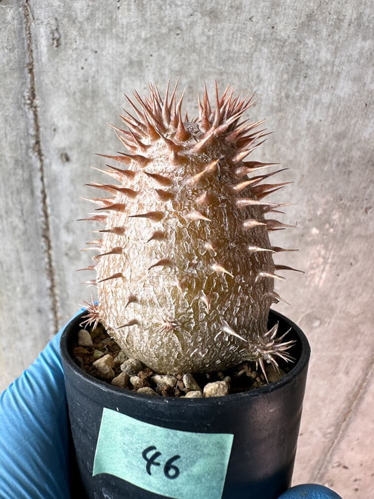 【現品限り】パキポディウム・デンシフローラム【A46】 Pachypodium densiflorum