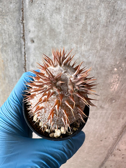【現品限り】パキポディウム・デンシフローラム【A46】 Pachypodium densiflorum