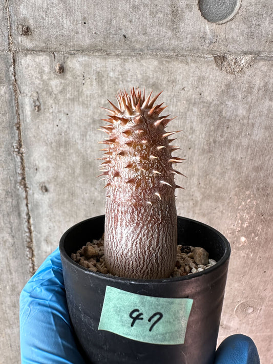 【現品限り】パキポディウム・デンシフローラム【A47】 Pachypodium densiflorum