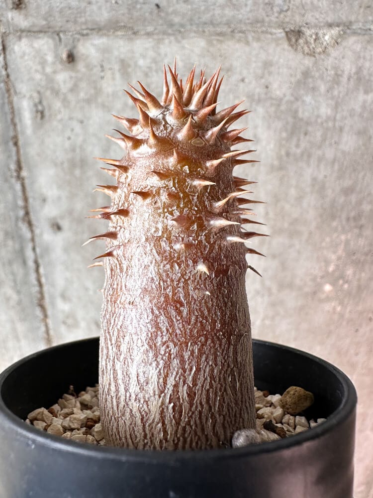 パキポディウムデンシフローラム 現品限り】パキポディウム・デンシフローラム【A47】 Pachypodium