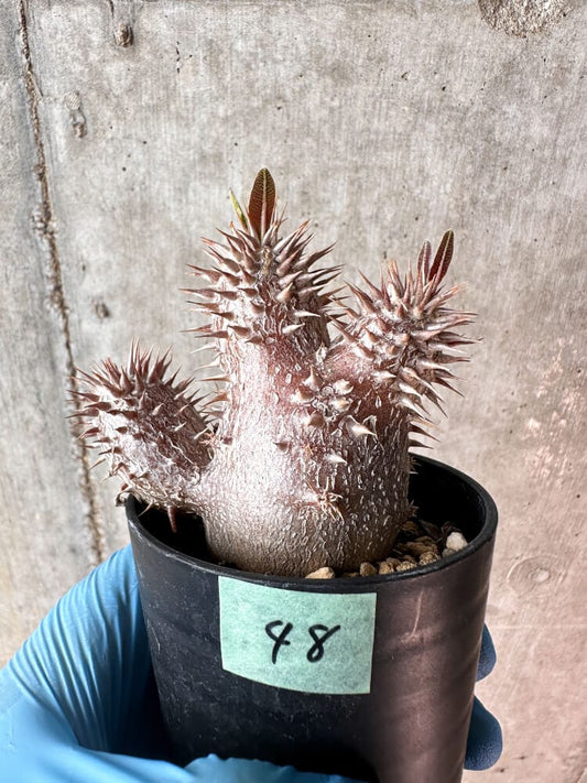 【現品限り】パキポディウム・デンシフローラム【A48】 Pachypodium densiflorum
