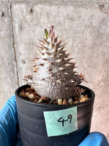 【現品限り】パキポディウム・デンシフローラム【A49】 Pachypodium densiflorum