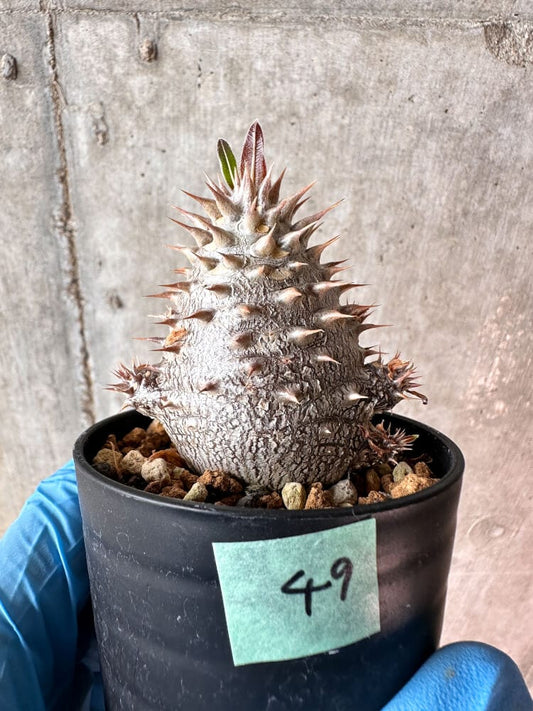 【現品限り】パキポディウム・デンシフローラム【A49】 Pachypodium densiflorum