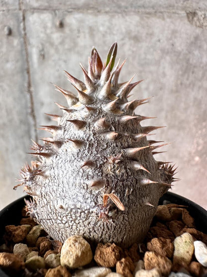 【現品限り】パキポディウム・デンシフローラム【A49】 Pachypodium densiflorum