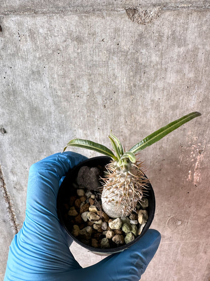 【現品限り】パキポディウム・グラキリス【A4】 Pachypodium gracilius