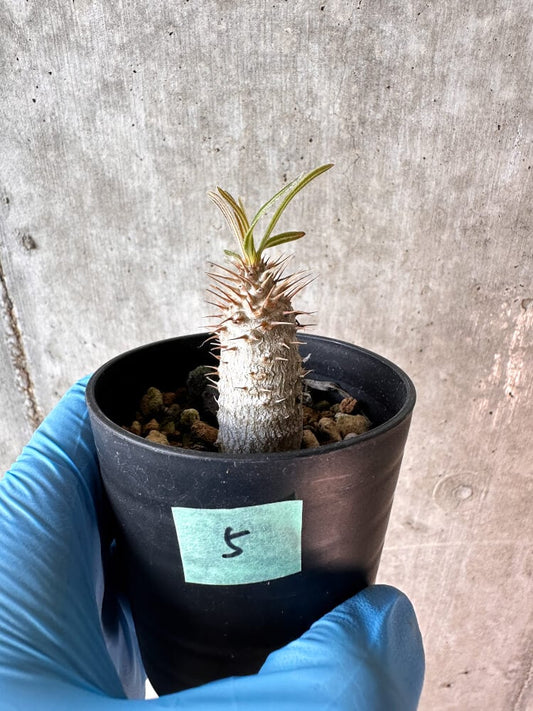 【現品限り】パキポディウム・グラキリス【A5】 Pachypodium gracilius
