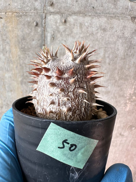 【現品限り】パキポディウム・デンシフローラム【A50】 Pachypodium densiflorum