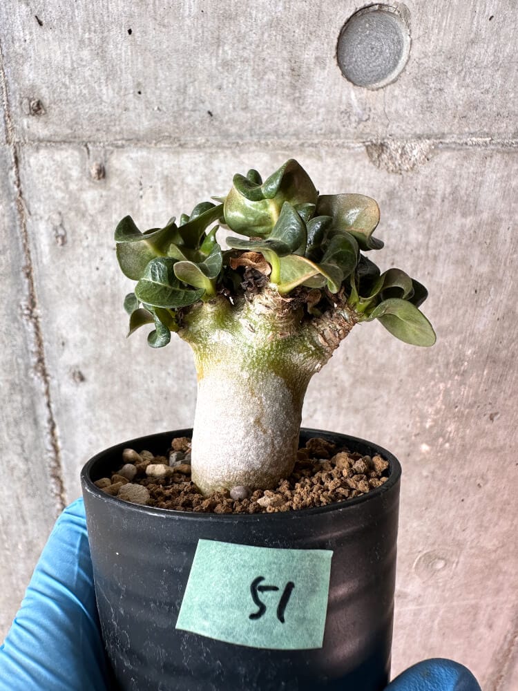 【現品限り】アデニウム・DHA 葉巻【A51】 Adenium DHA