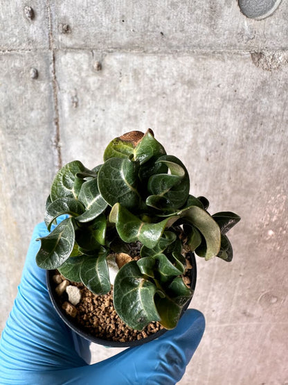 【現品限り】アデニウム・DHA 葉巻【A51】 Adenium DHA
