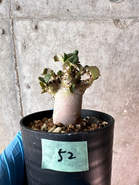 【現品限り】アデニウム・DHA 葉巻【A52】 Adenium DHA