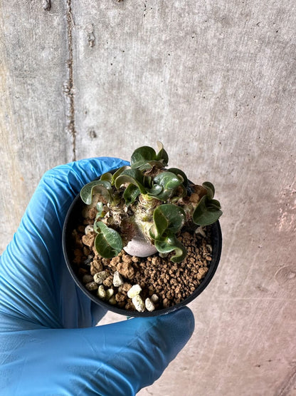 【現品限り】アデニウム・DHA 葉巻【A52】 Adenium DHA